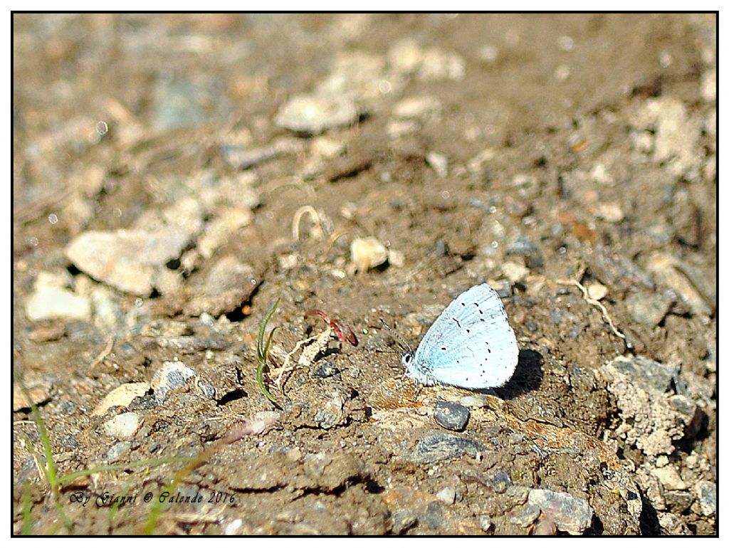 Celastrina argiolus? S